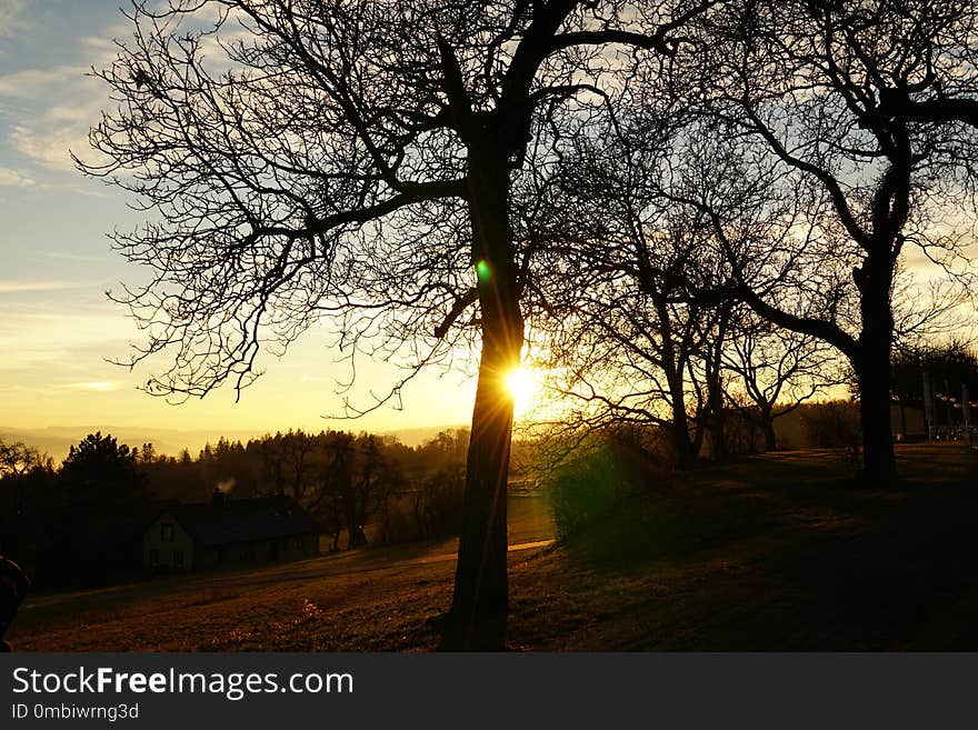 Sky, Nature, Tree, Branch