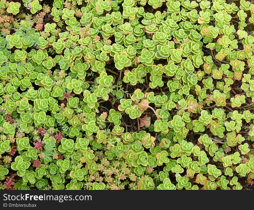 Plant, Vegetation, Groundcover, Herb