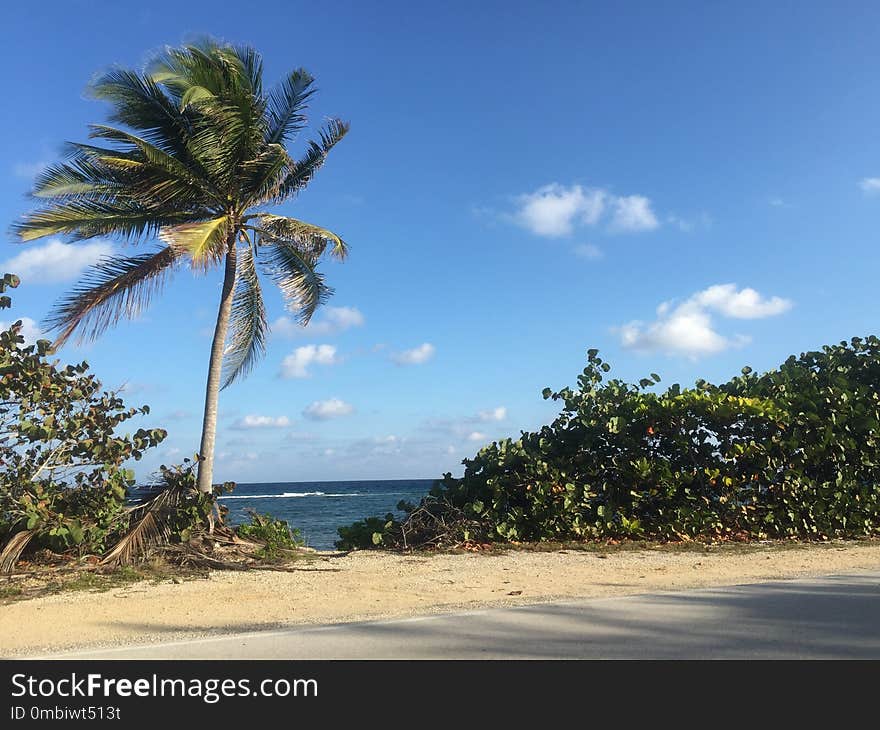 Sky, Tropics, Shore, Vegetation