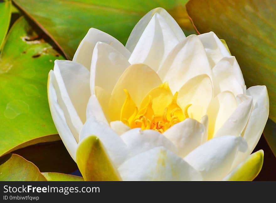 Flower, White, Yellow, Flora