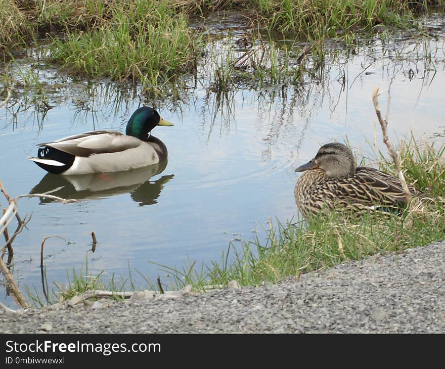 Bird, Duck, Mallard, Water Bird