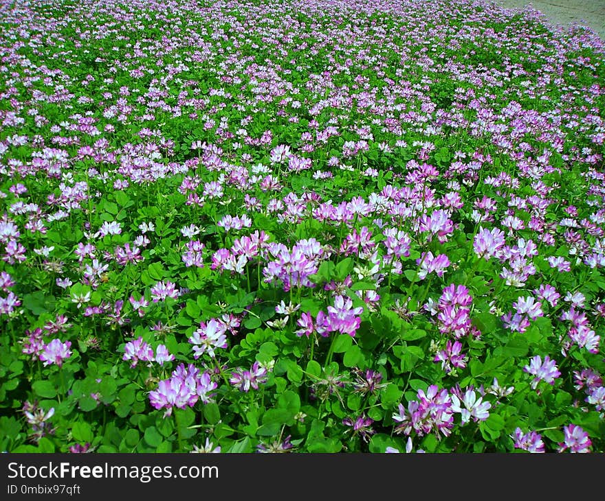 Flower, Plant, Flowering Plant, Groundcover