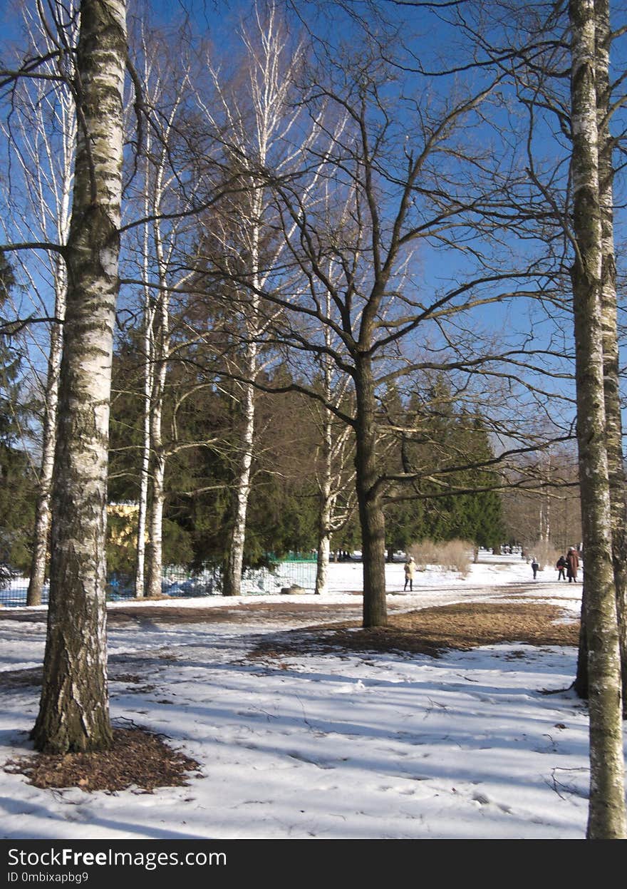 Winter, Snow, Tree, Woody Plant