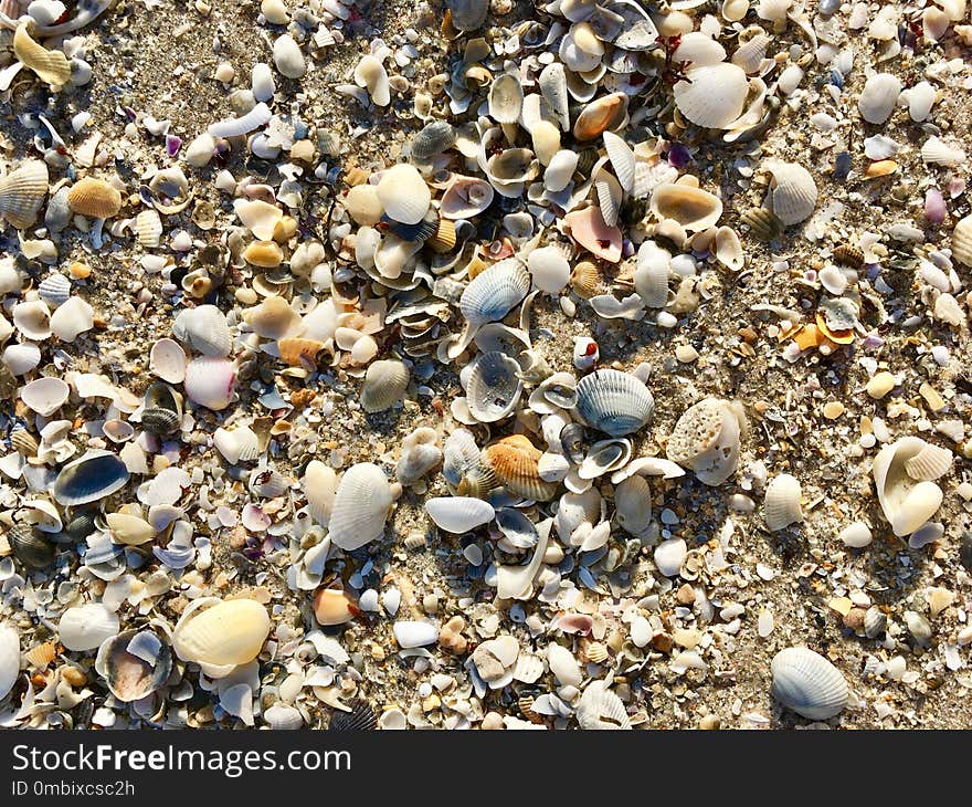 Seashell, Pebble, Cockle, Rock