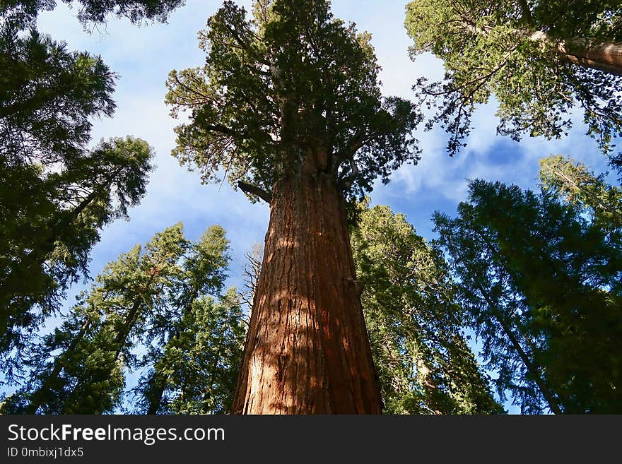 Tree, Woody Plant, Ecosystem, Forest