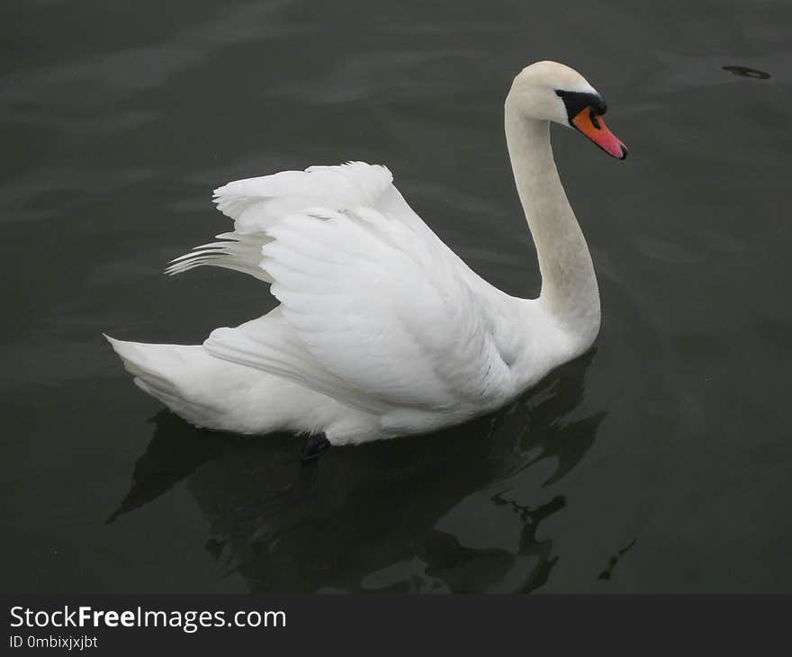 Swan, Bird, Water Bird, Ducks Geese And Swans