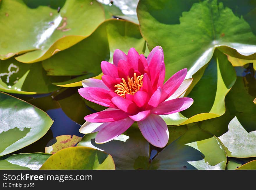 Flower, Plant, Flora, Aquatic Plant