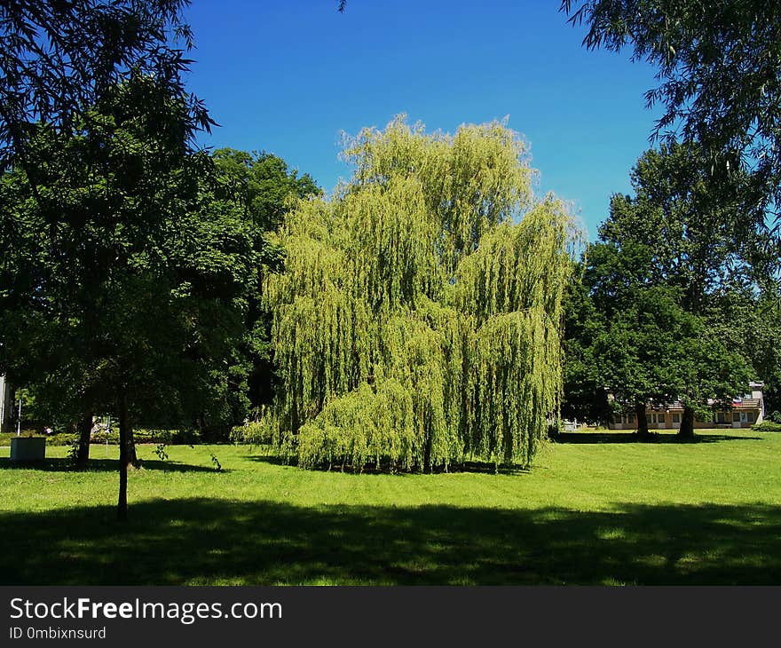 Tree, Nature, Woody Plant, Vegetation