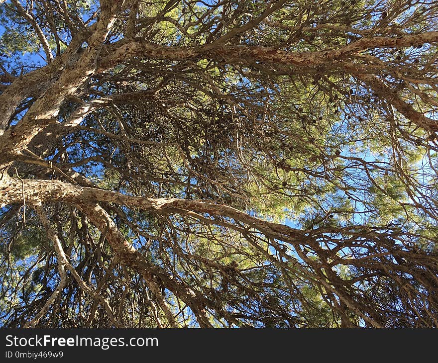 Tree, Branch, Woody Plant, Vegetation