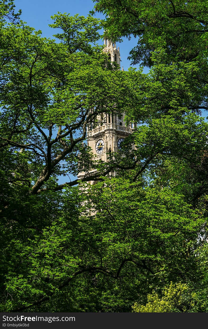 Tree, Green, Nature, Sky