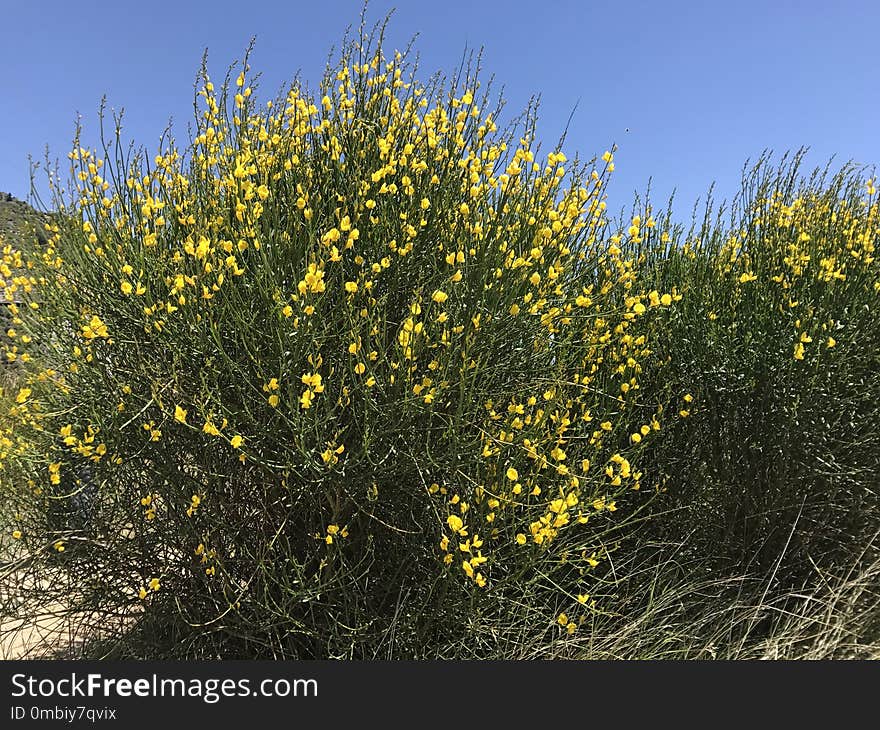 Yellow, Flora, Plant, Flower