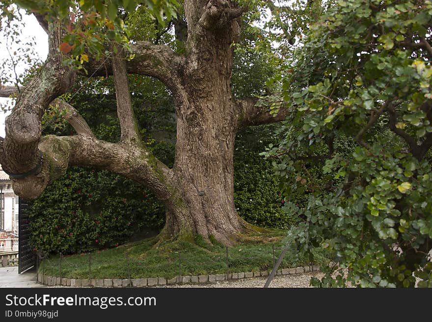 Tree, Plant, Woody Plant, Vegetation