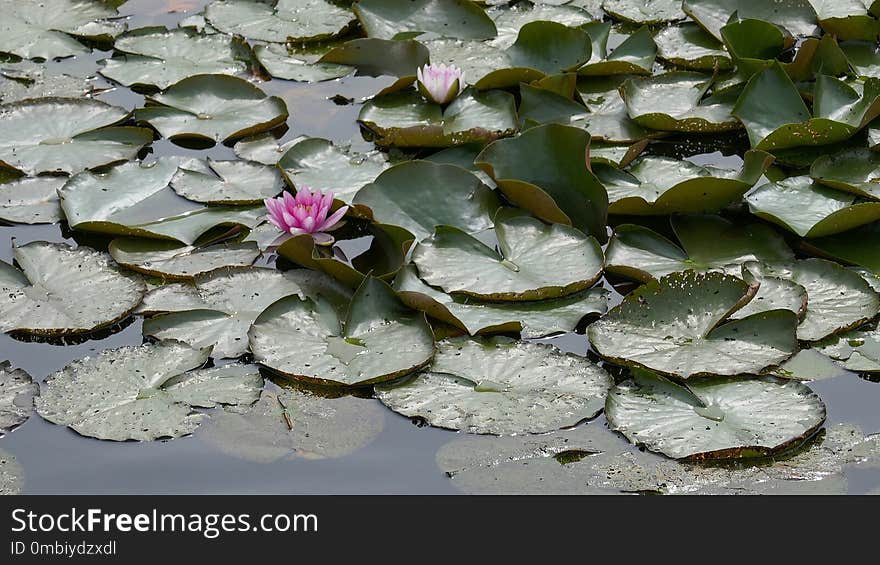 Flower, Water, Plant, Flora