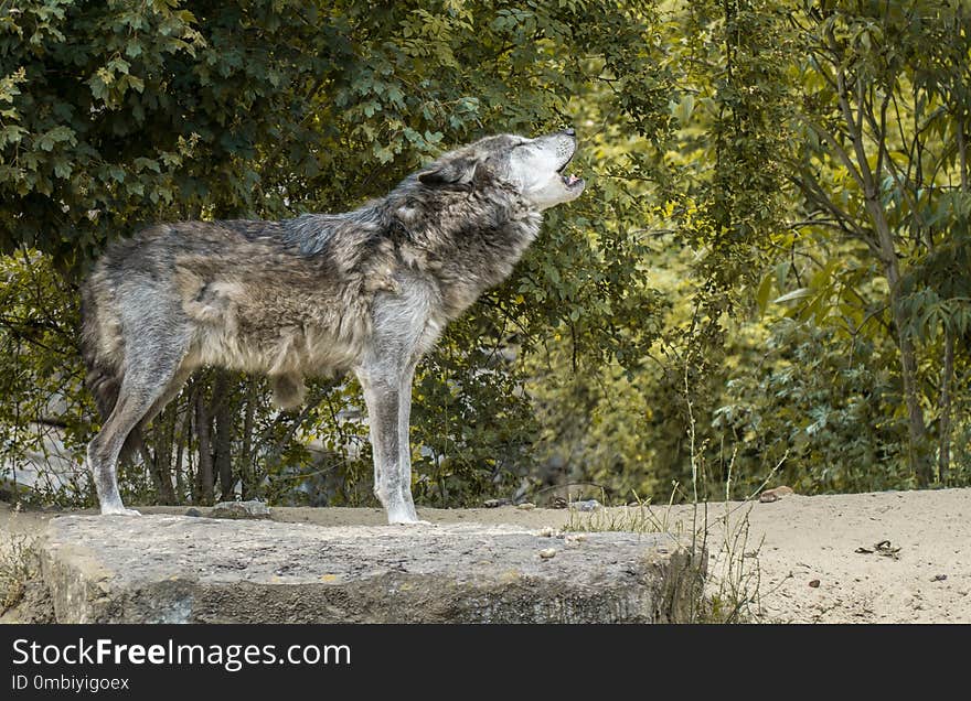 Wildlife, Wolf, Fauna, Coyote