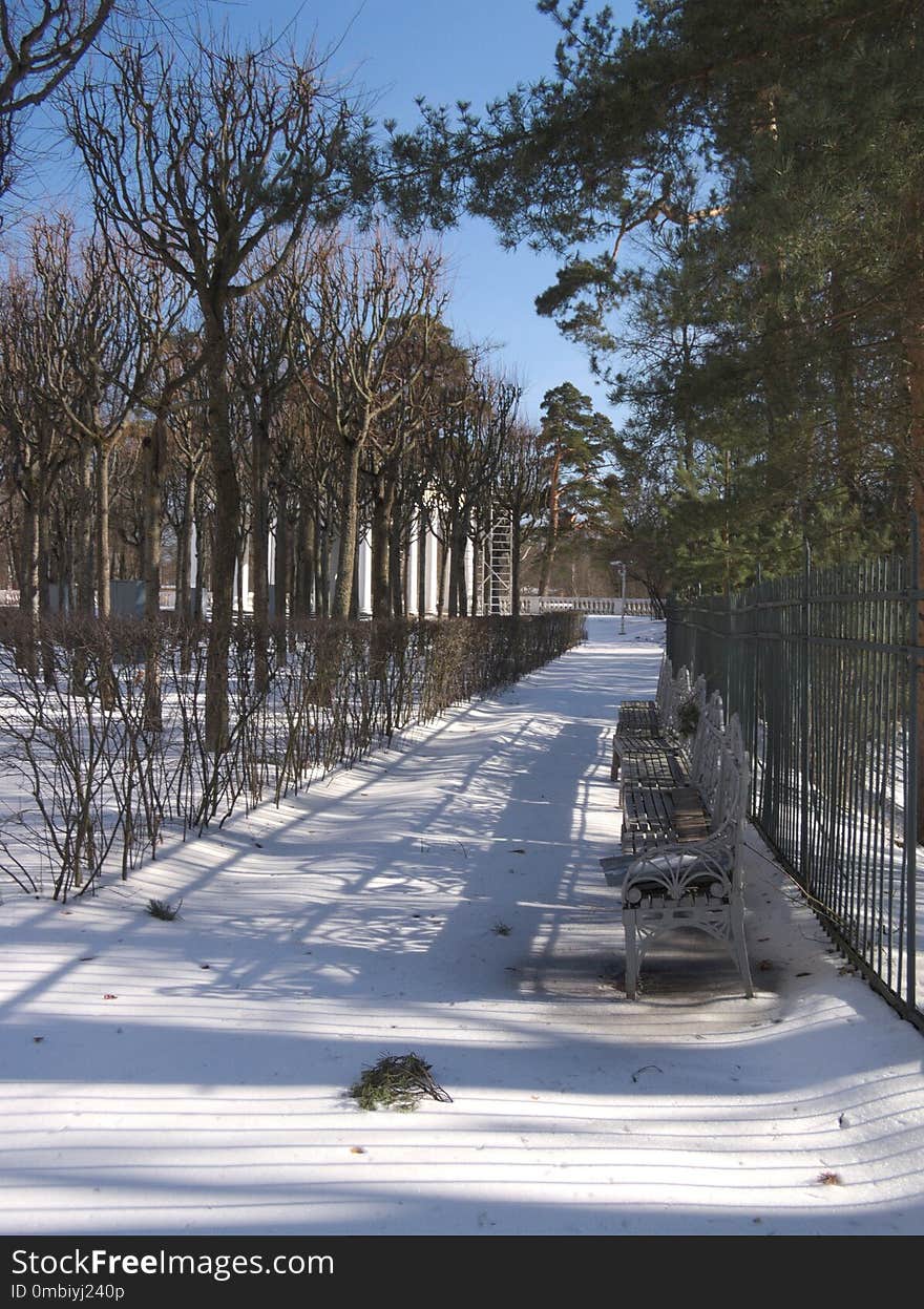 Snow, Winter, Tree, Woody Plant