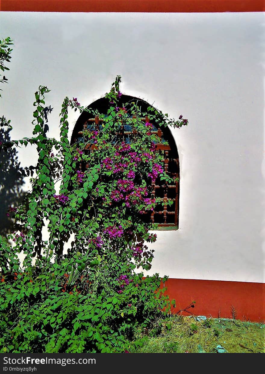 Green, Pink, Flower, Plant