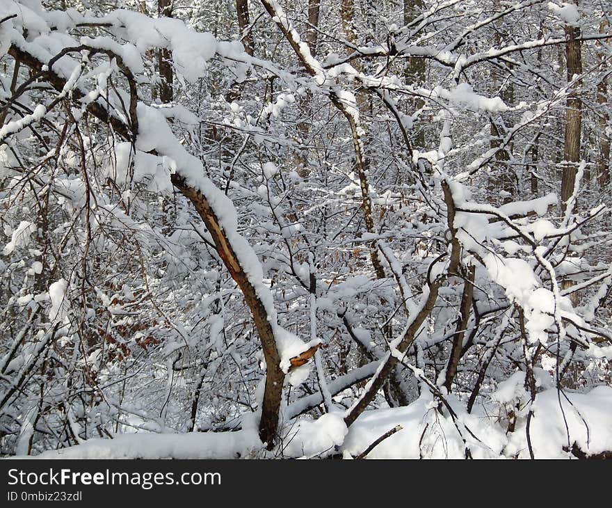 Snow, Branch, Tree, Winter