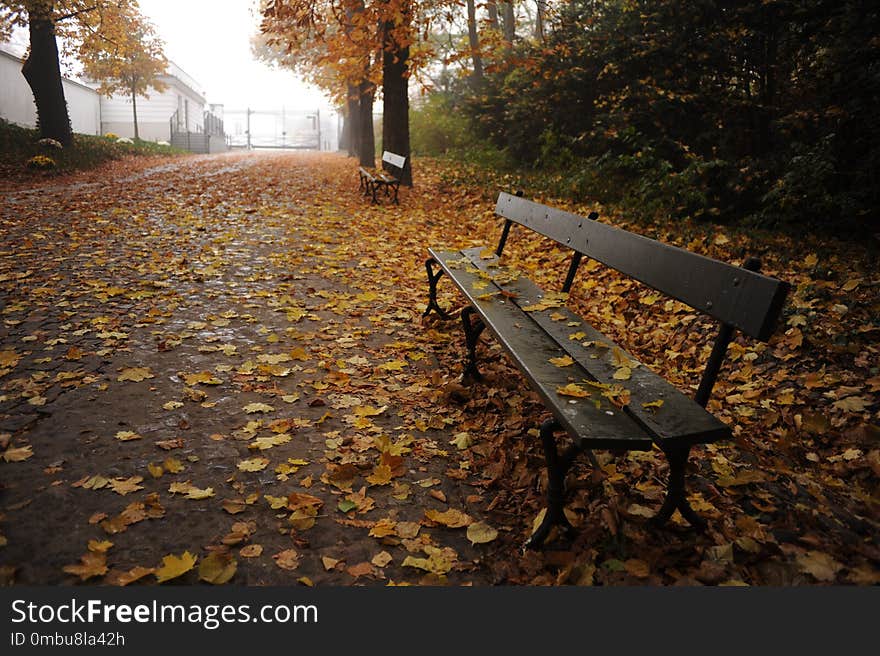 Trees with colorful leaves during foliage in an old park in Poland. Trees with colorful leaves during foliage in an old park in Poland