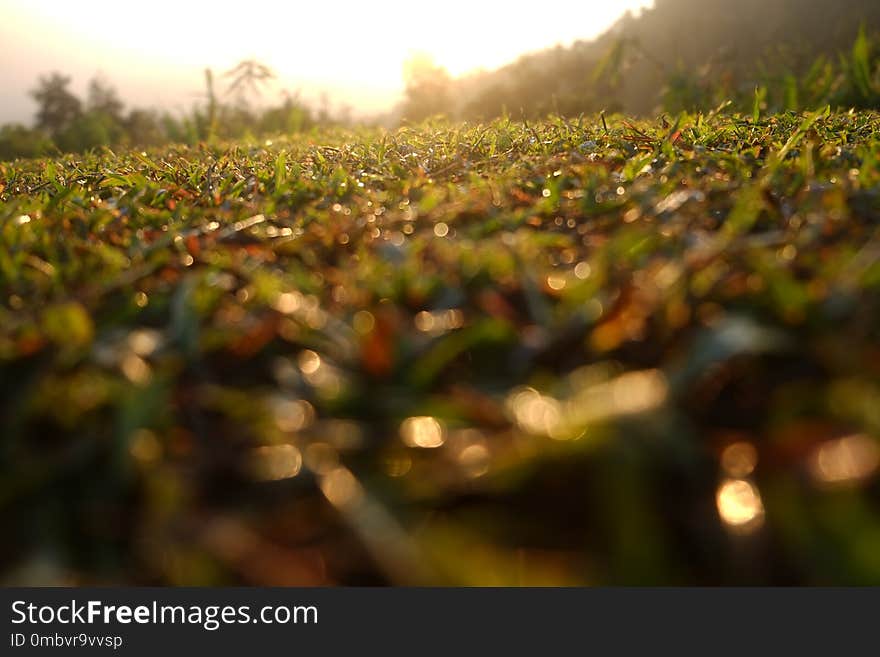 View of beautiful sunrise over grass field cause dew bokeh in Nan, Thailand.