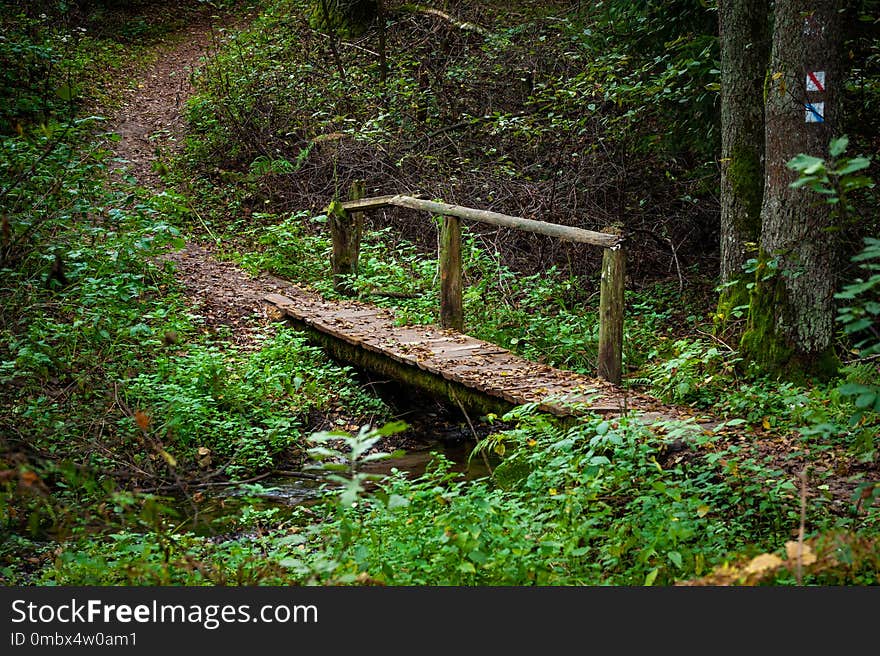 Wooden Bridge and Path in the Forest. Lithuania