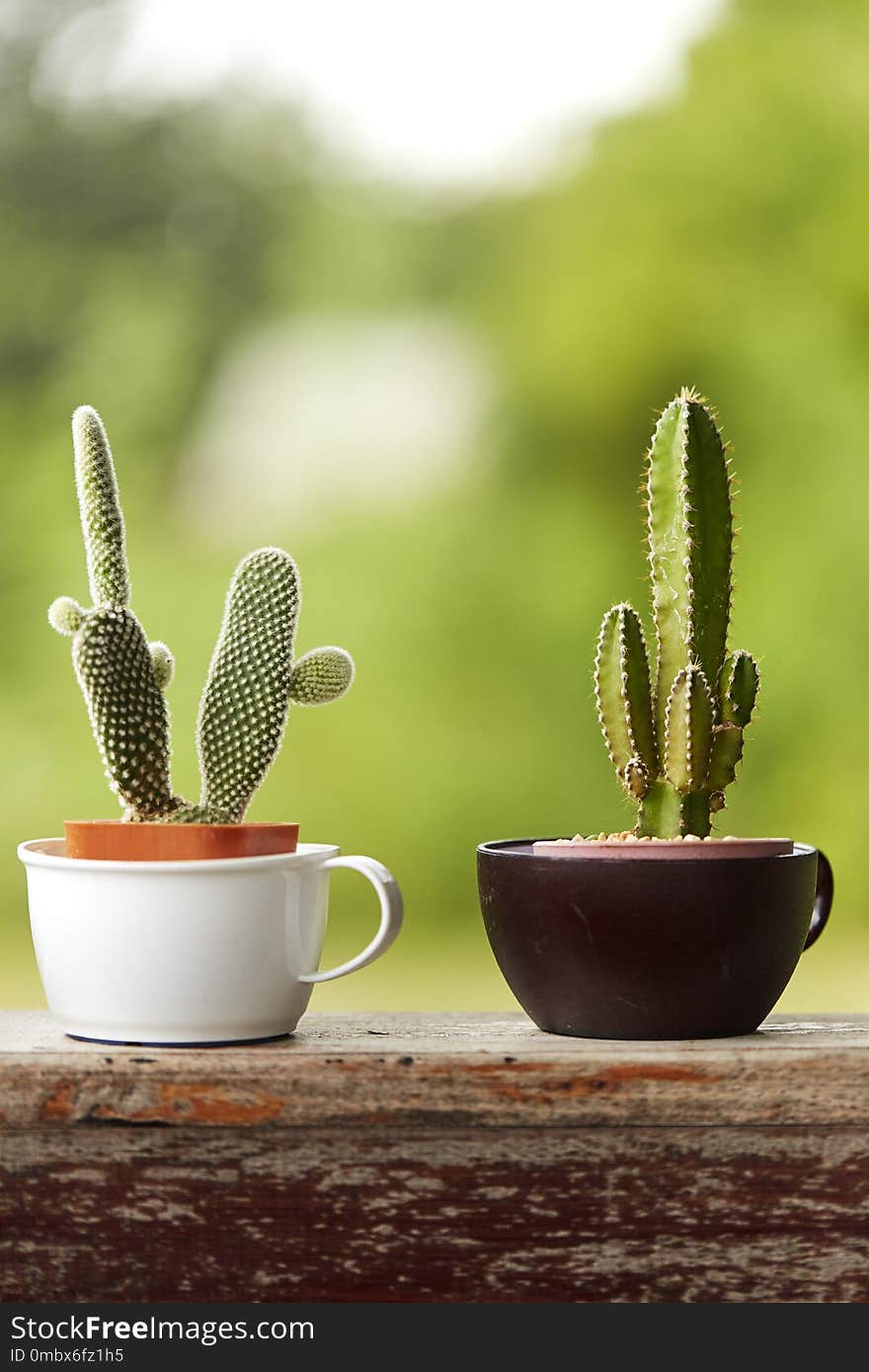 Cactus in white plastic pot on mable table at the in front of house with blurred garden view textured background. Cactus in white plastic pot on mable table at the in front of house with blurred garden view textured background