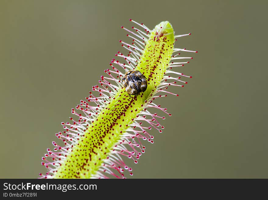 Drosera capensis eating a bug