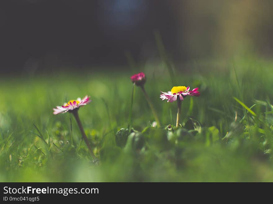 Selectiv focus on Pink Daisy flowers in green grass