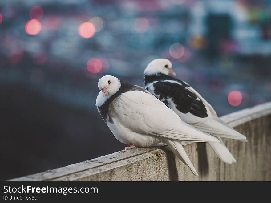 Couple of white doves on balcony in different posture.