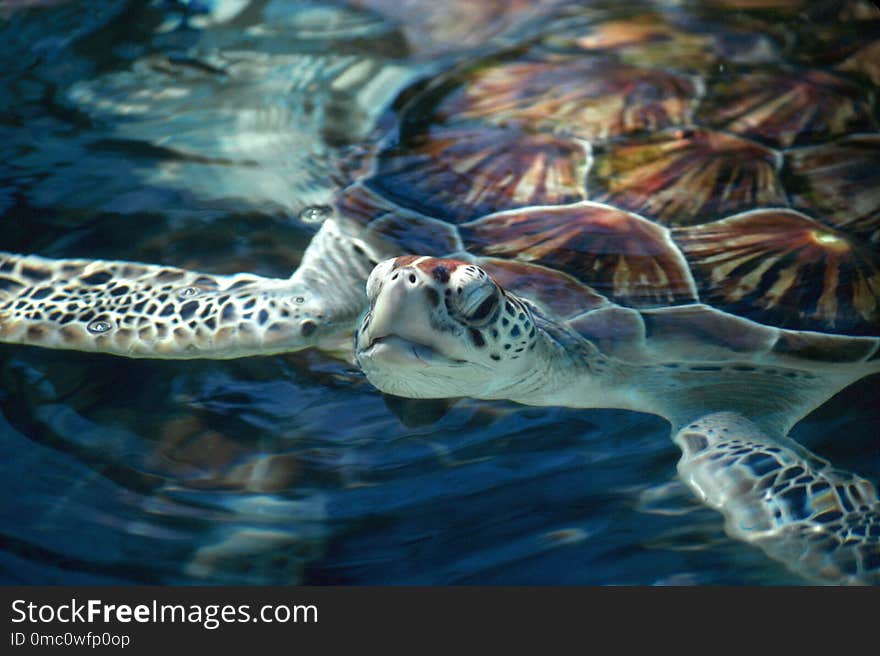 Swimming Sea Turtle Head Shot Horizontal