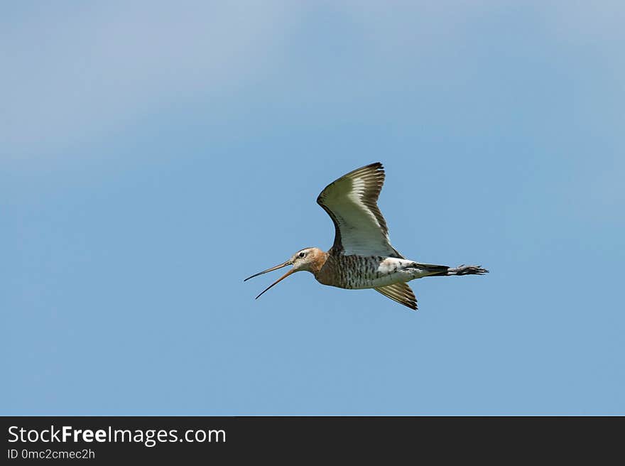 Bird, Fauna, Sky, Beak