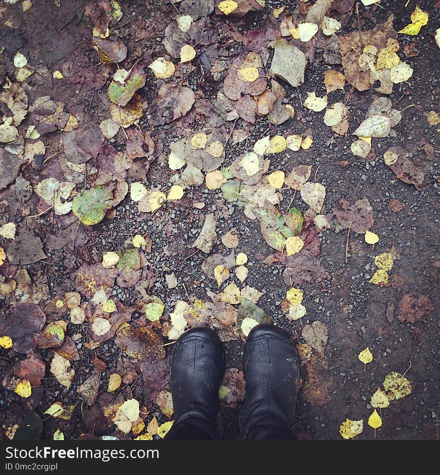 Leaf, Autumn, Grass, Soil