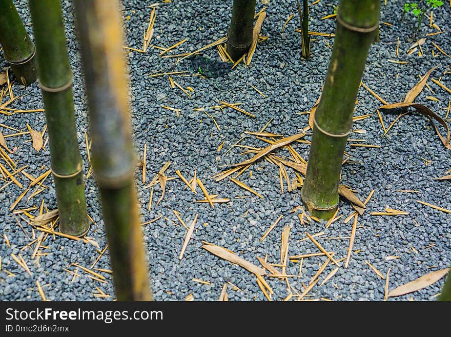 Bamboo, Grass Family, Flora, Grass