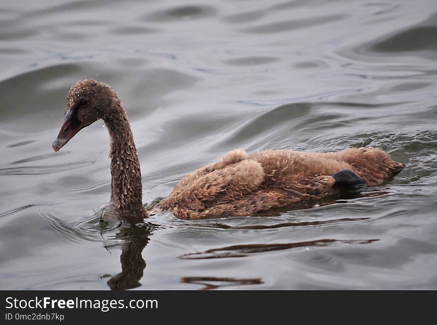 Fauna, Water Bird, Ducks Geese And Swans, Bird