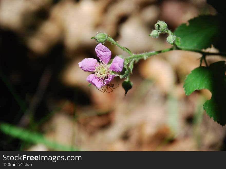 Flora, Flower, Spring, Leaf