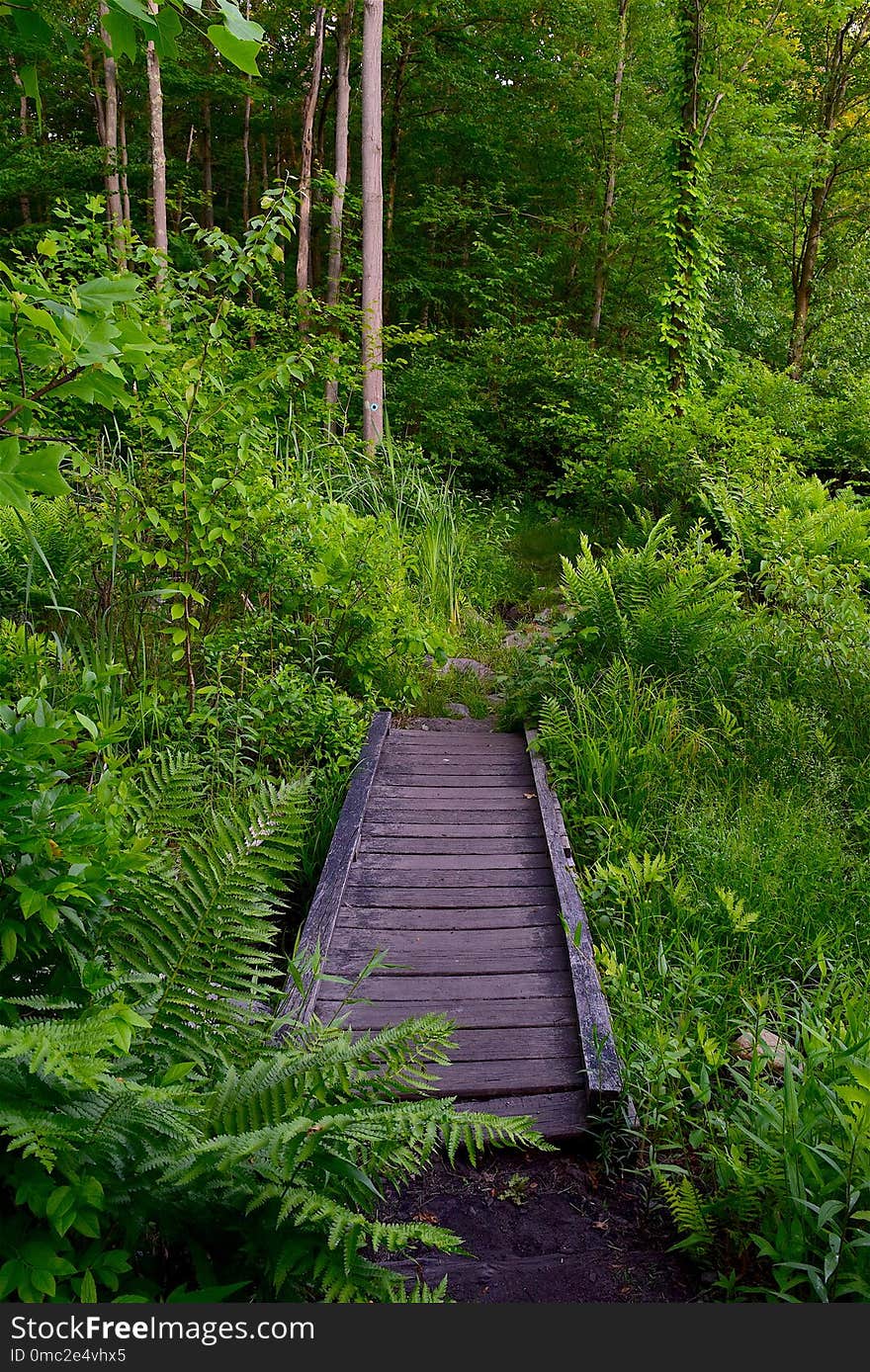 Vegetation, Green, Path, Nature