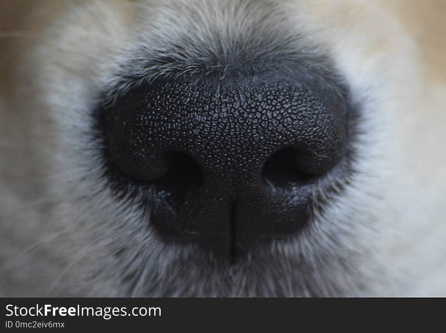 Nose, Dog Breed, Dog Like Mammal, Dog Breed Group