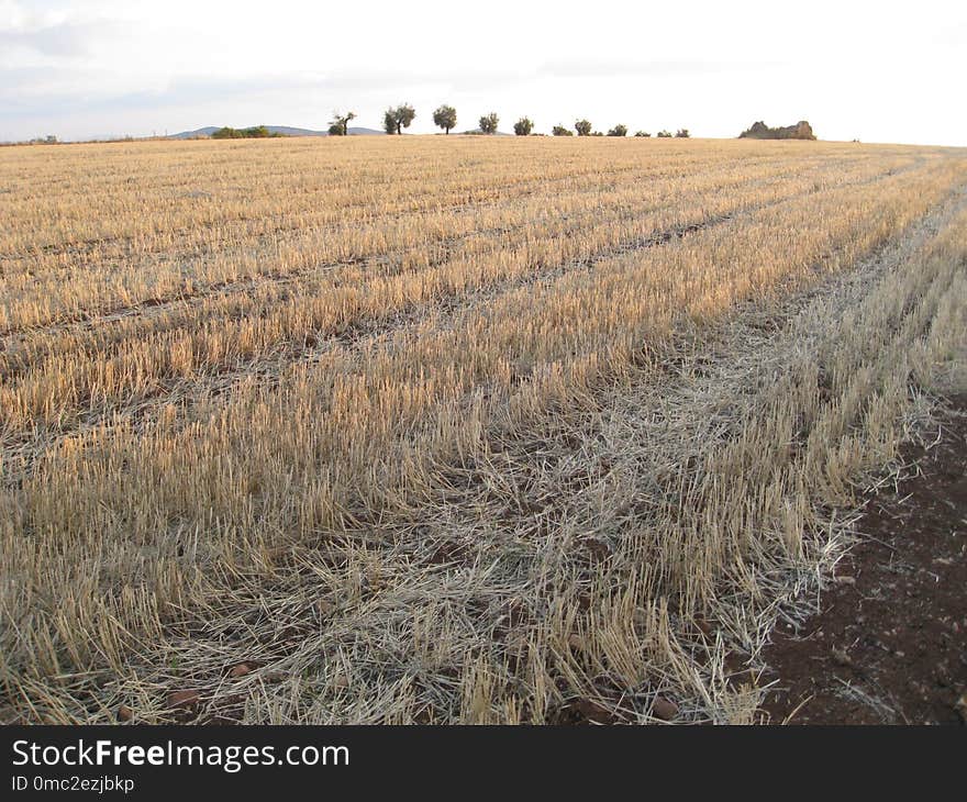 Crop, Agriculture, Field, Grass Family