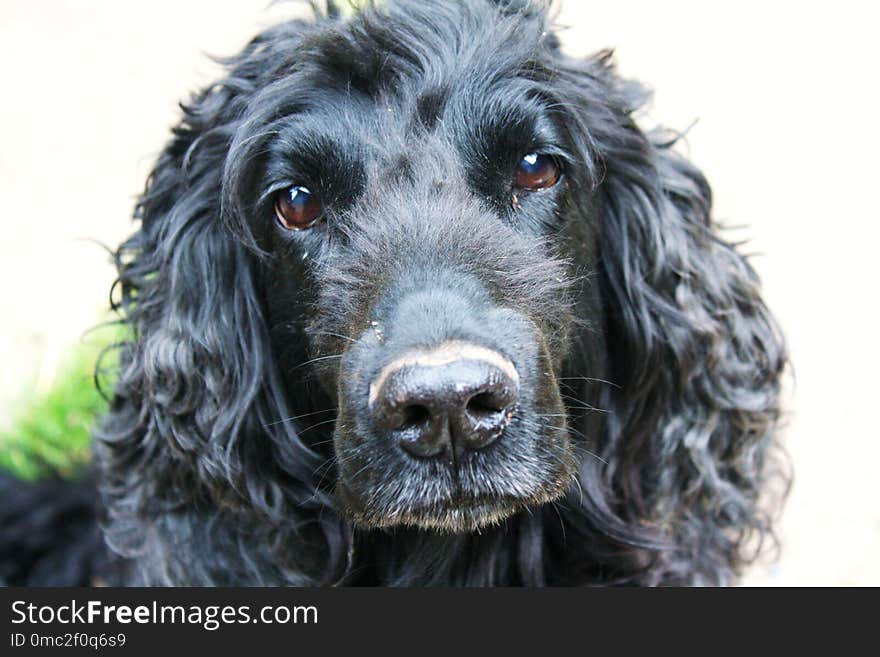 Dog, Dog Like Mammal, Dog Breed, Boykin Spaniel