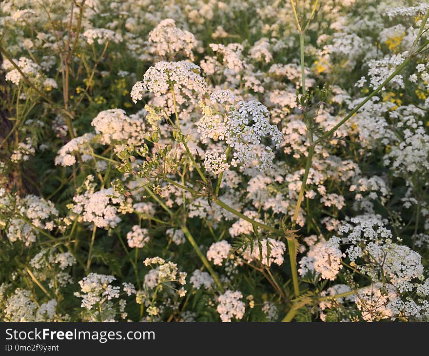 Plant, Cow Parsley, Flower, Flora