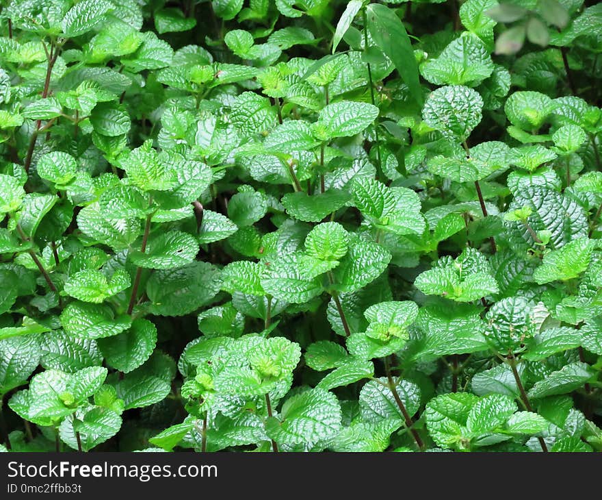 Plant, Leaf, Herb, Groundcover