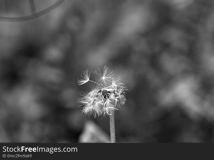 Black And White, Nature, Monochrome Photography, Flora