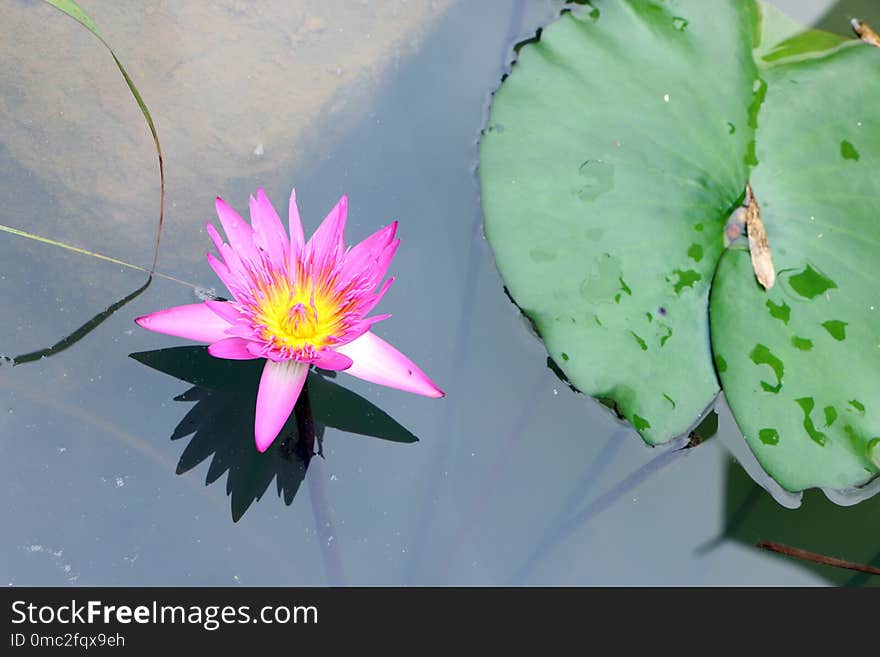 Flower, Plant, Flora, Pink