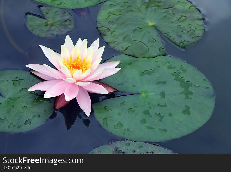 Flower, Sacred Lotus, Flora, Plant