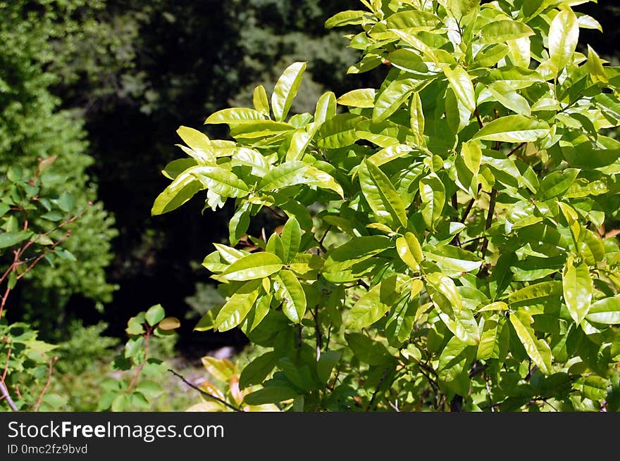 Plant, Vegetation, Flora, Leaf