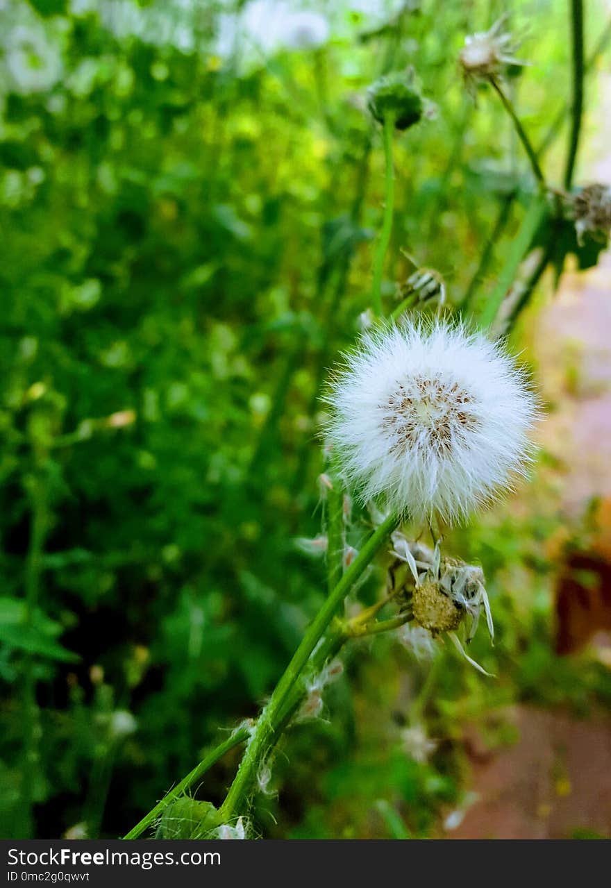 Flower, Flora, Plant, Dandelion