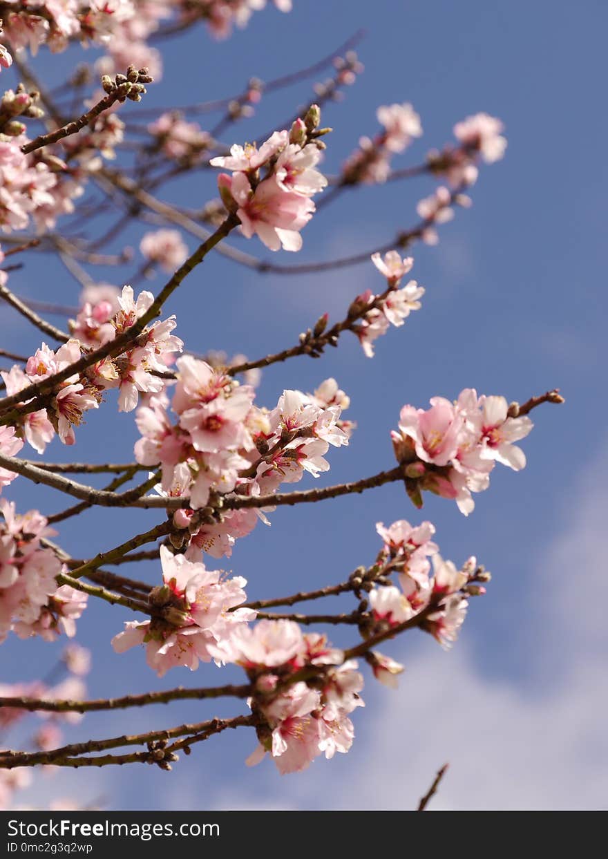 Blossom, Pink, Branch, Spring