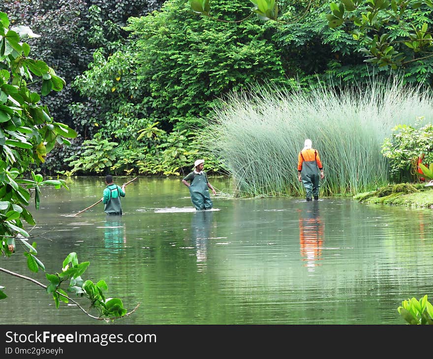 Water, Nature, Vegetation, Water Resources