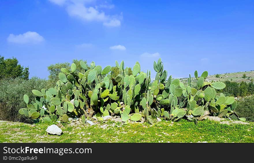 Vegetation, Plant, Ecosystem, Prickly Pear