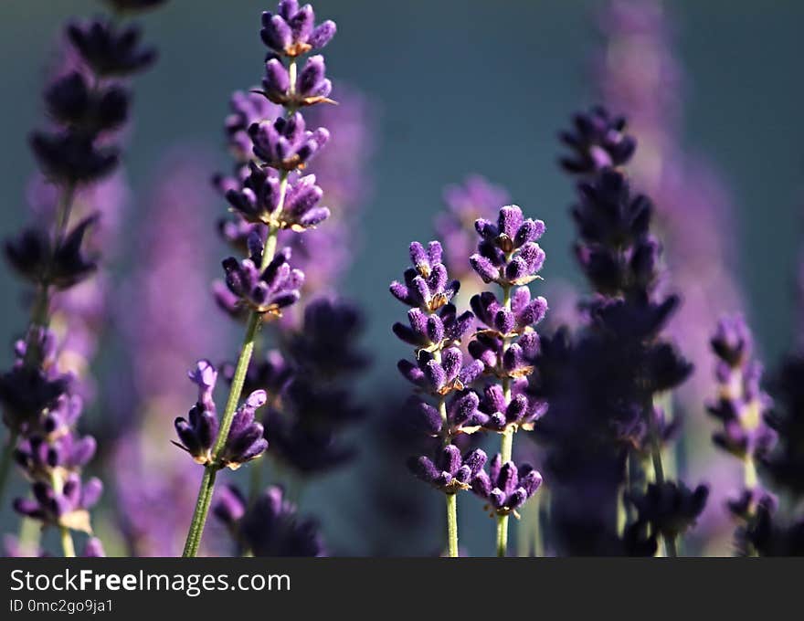 English Lavender, Lavender, Purple, Flower