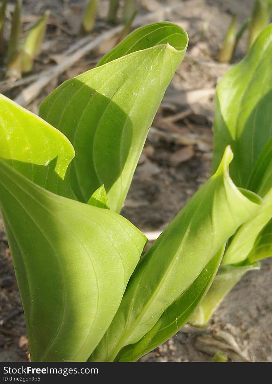 Plant, Leaf, Flora, Plant Stem